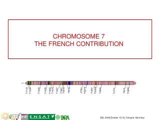 CHROMOSOME 7 THE FRENCH CONTRIBUTION