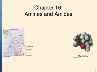 Chapter 16: Amines and Amides