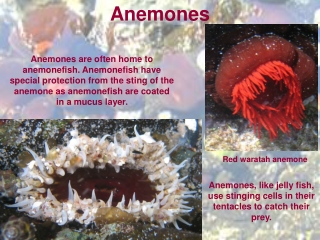 Anemones