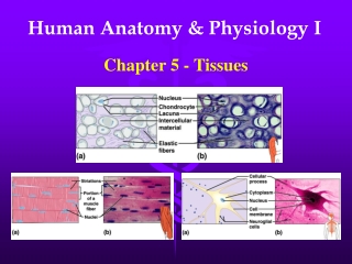 Human Anatomy &amp; Physiology I
