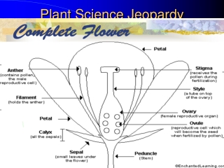 Plant Science Jeopardy