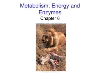 Metabolism: Energy and Enzymes