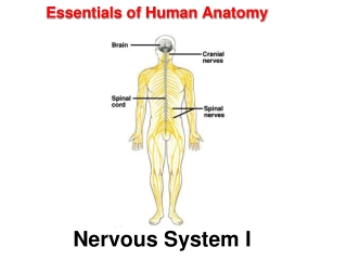 Essentials of Human Anatomy