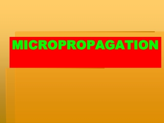 MICROPROPAGATION