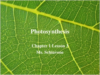 Photosynthesis