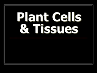 Plant Cells &amp; Tissues