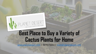 Best Place to Buy a Variety of Cactus Plants for Home