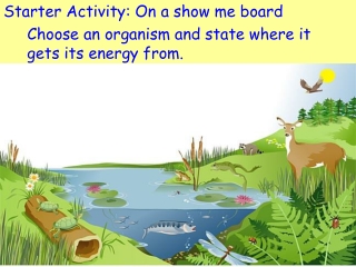 Starter Activity: On a show me board 	Choose an organism and state where it gets its energy from.