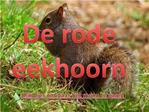 De rode eekhoorn