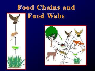 Food Chains and Food Webs