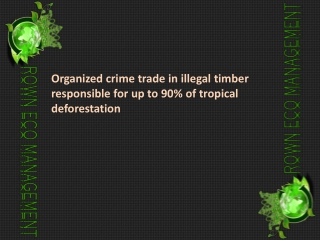 Organized crime trade in illegal timber responsible for up t