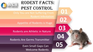 Rodent Facts - Pest Control