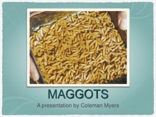 MAGGOTS