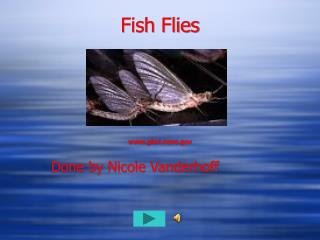 Fish Flies