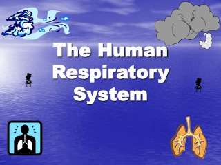 The Human Respiratory System