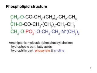 Phospholipid structure