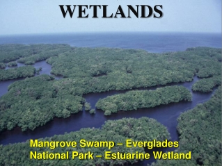 WETLANDS