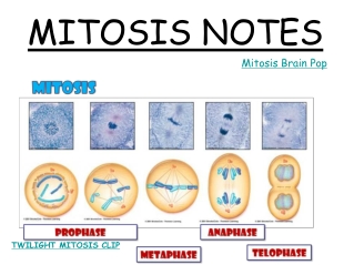 MITOSIS NOTES