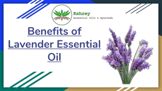 What are the Benefits of Lavender Essential Oil