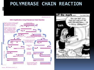 Polymerase Chain Reaction