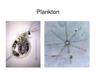 Plankton