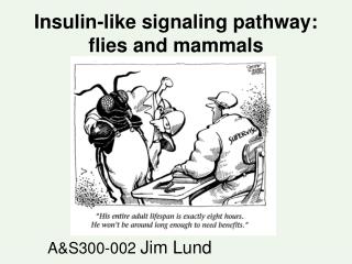 Insulin-like signaling pathway: flies and mammals