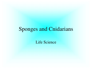 Sponges and Cnidarians