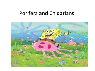 Porifera and Cnidarians