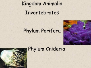 Kingdom Animalia Invertebrates Phylum Porifera Phylum Cnideria