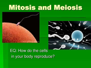 Mitosis and Meiosis