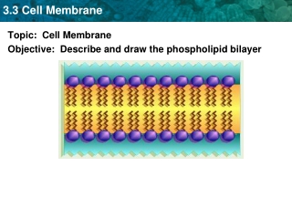 Topic: Cell Membrane Objective: Describe and draw the phospholipid bilayer
