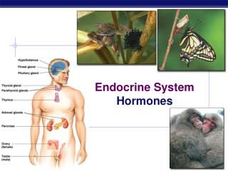 Endocrine System Hormones