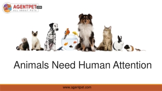 Animal Need Human Attention