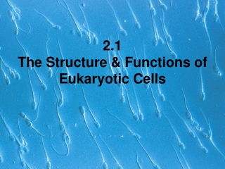 2.1 The Structure & Functions of Eukaryotic Cells