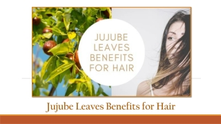 Jujube Leaves Benefits for Hair Treats the Hair Naturally