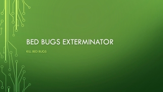 Bed Bugs Exterminator Houston TX