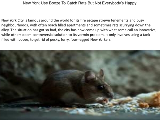 New York Use Booze To Catch Rats But Not Everybody’s Happy