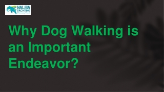 Why Dog Walking is an Important Endeavor