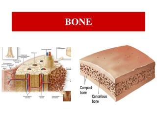 BONE