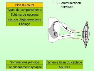 1 S: Communication nerveuse