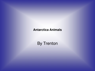 Antarctica Animals