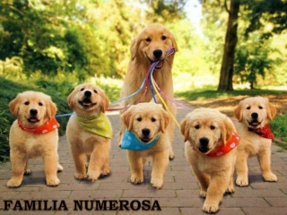 FAMILIA NUMEROSA