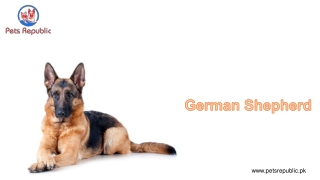 German Shepherd