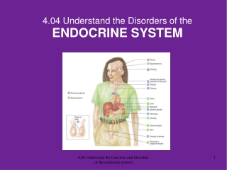 4.04 Understand the Disorders of the ENDOCRINE SYSTEM