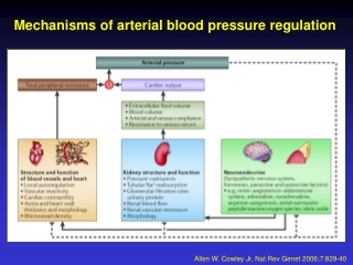 Mechanisms of arterial blood pressure regulation