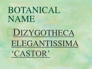 BOTANICAL NAME