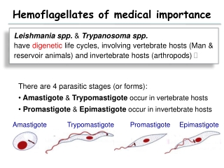 Epimastigote