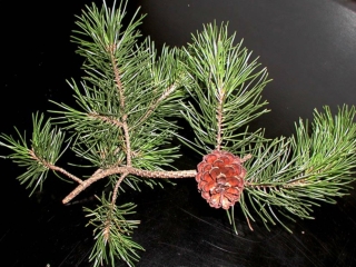 Eastern White Pine