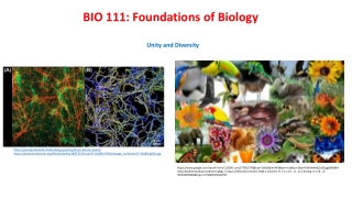 BIO 111: Foundations of Biology