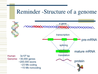 Reminder -Structure of a genome